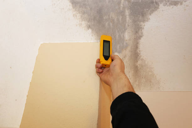 Best Black Mold Removal  in Ponderay, ID