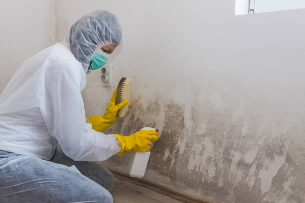 Best Comprehensive Air Testing for Mold Contaminants  in Ponderay, ID