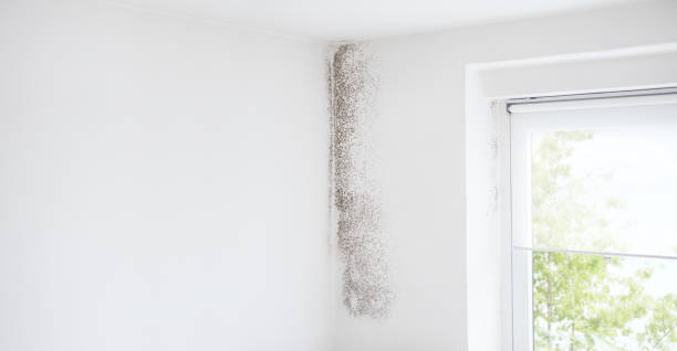 Best Mold Damage Restoration  in Ponderay, ID